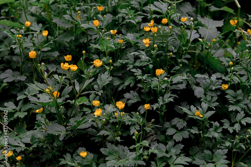 Yellow flowers in the forest