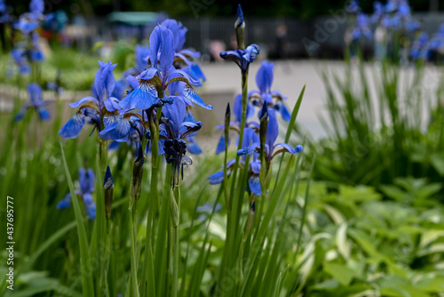 Blue and white irises in the park