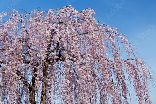Slika na platnu Beautiful weeping cherry tree in a Japan.