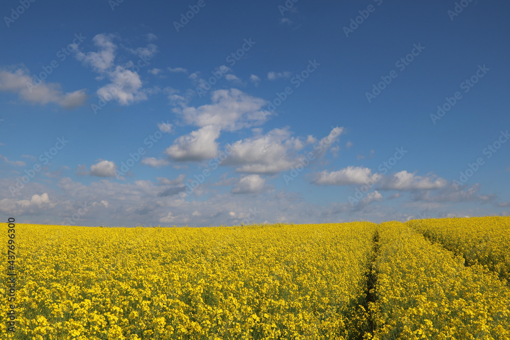 Obraz premium Rapsfeld mit blauem Himmel und weißen Wolken