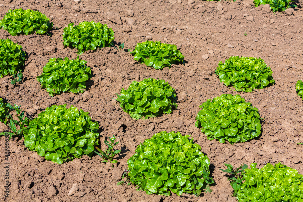 fresh salat plants on the field fresh salat plants on the field