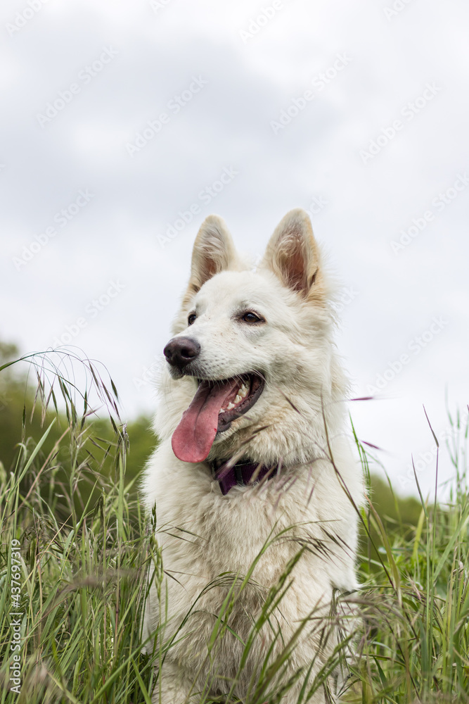 Chien berger suisse s’amusant dans un champ en Normandie Chien berger suisse s’amusant dans un champ en Normandie