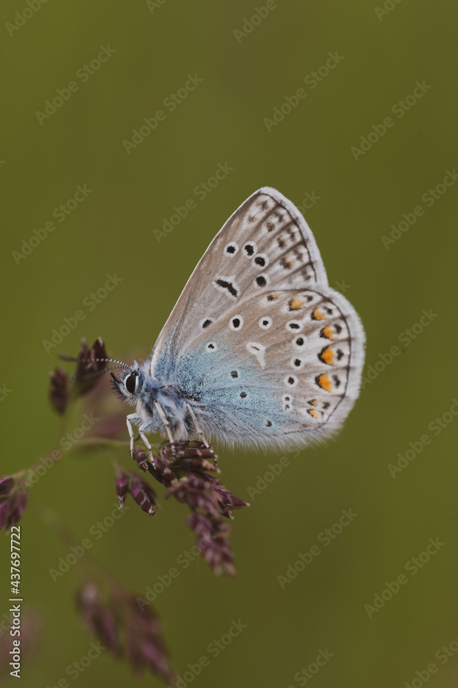 custom made wallpaper toronto digitalcommon blue butterfly detail picture green background grass