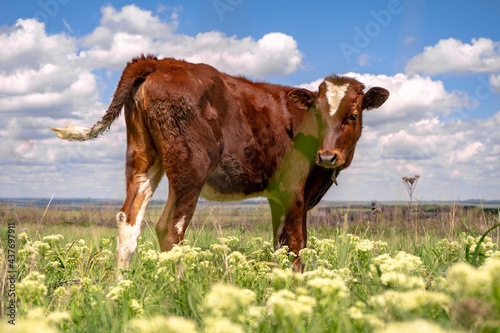 Baby cow grazing on a field with green grass and blue sky, little brown calf looking at the camera, cattle on a country side, sunny summer or spring © Zkolra