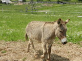 Donkey Germany
