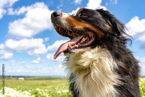 Bernese mountain dog sitting on a green grass, tongue out, blue sky, clouds, summer background, copy space
