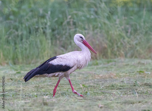 White stork portait in meadow