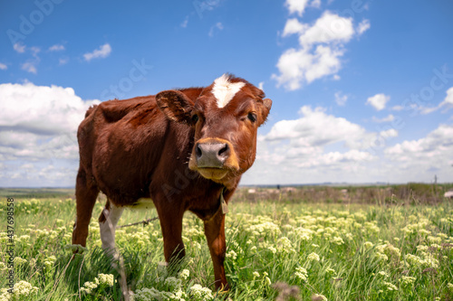 Baby cow grazing on a field with green grass and blue sky, little brown calf looking at the camera, cattle on a country side, sunny summer or spring © Zkolra