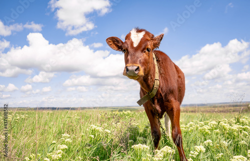 Baby cow grazing on a field with green grass and blue sky  little brown calf looking at the camera  cattle on a country side  sunny summer or spring