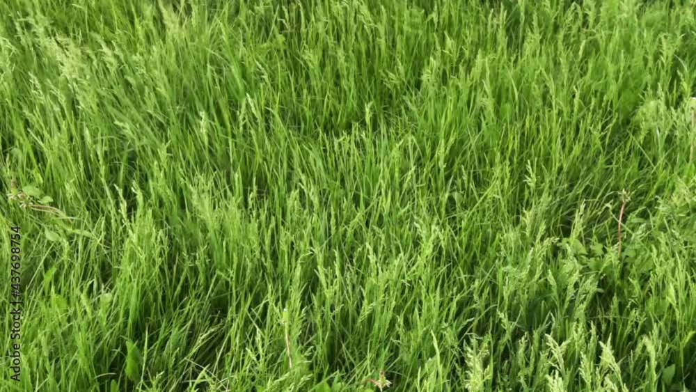 Spring green fresh grass, swinging in the wind. Spring green fresh grass, swinging in the wind.