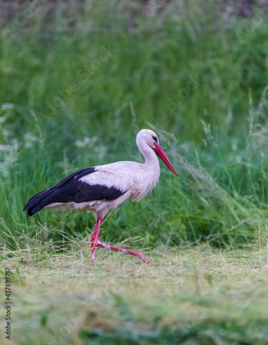 white stork foraging in green grass