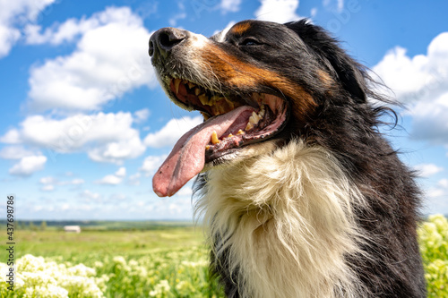 Bernese mountain dog sitting on a green grass, tongue out, blue sky, clouds, summer background, copy space