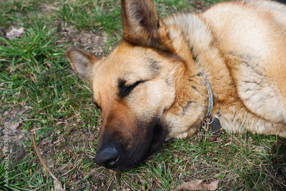 The German Shepherd is lying on the ground. The dog is basking in the spring sun. Close-up photo of the dog. The German Shepherd is lying on the ground. The dog is basking in the spring sun. Close-up photo of the dog.