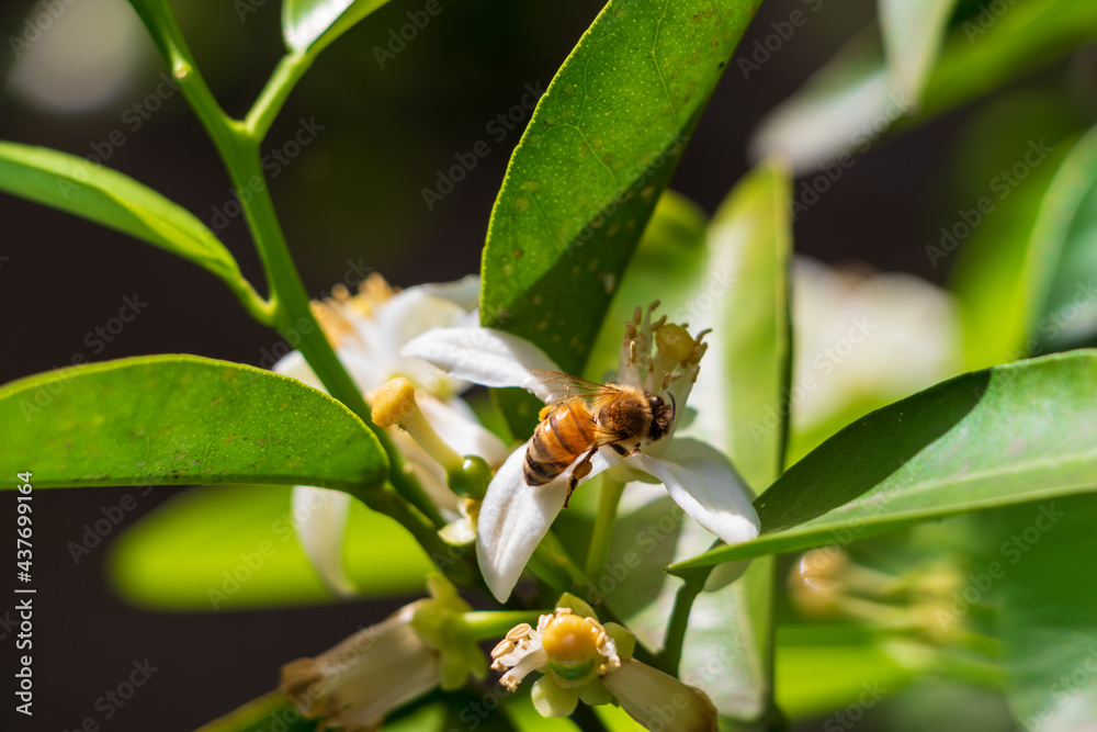 ミカンの白い花にとまるミツバチ