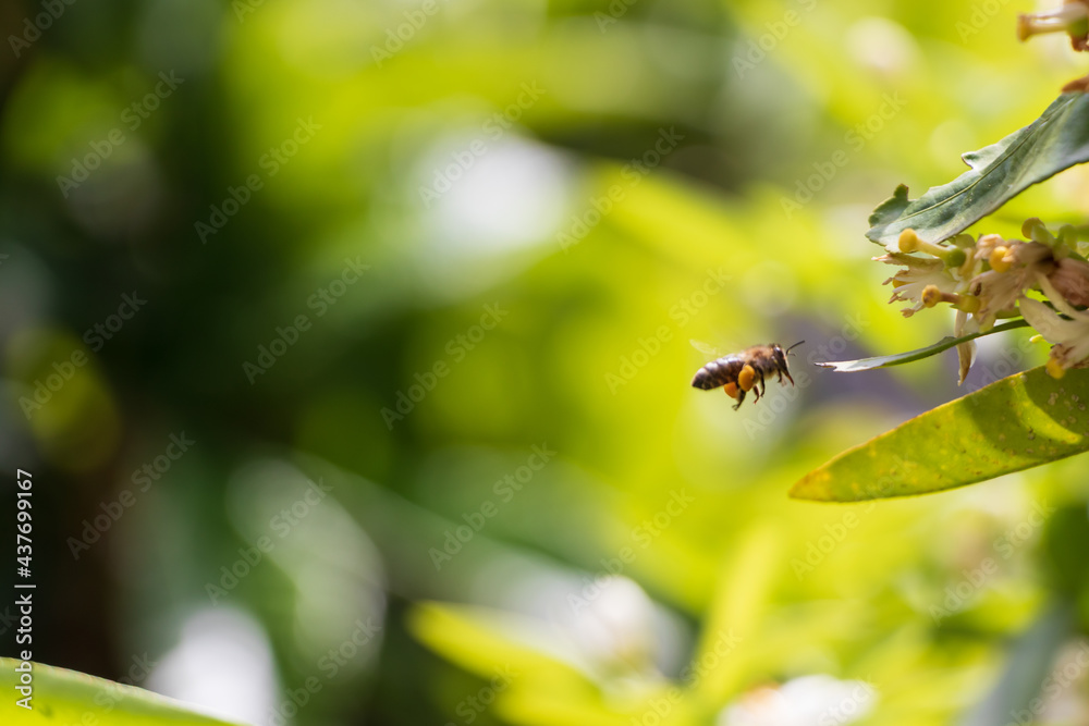 花粉を集めながら飛び回るミツバチ Stock 写真 Adobe Stock