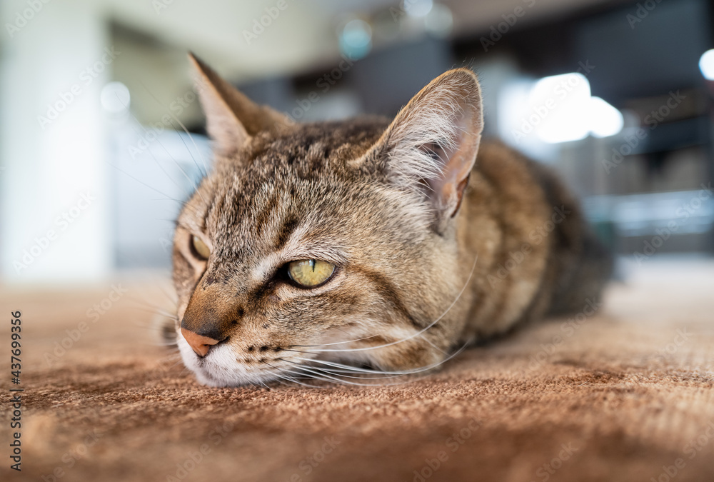 chat sur le tapis