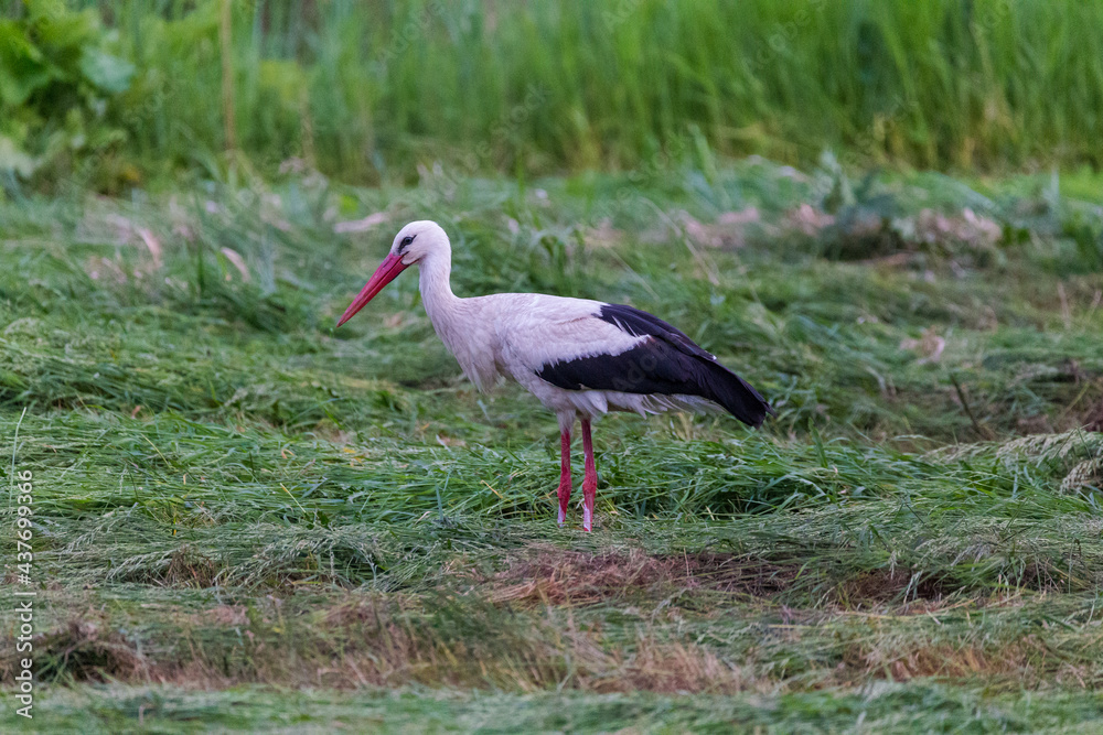 Fototapeta premium white stork standing in green field