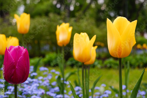Fototapeta Naklejka Na Ścianę i Meble -  Gardening. Yellow beautiful tulips blooming in a green garden.