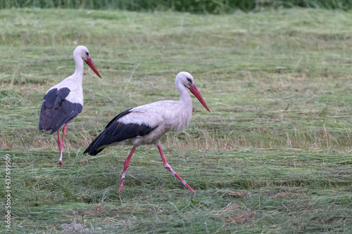 two white storks in field looking for food © madame_fayn