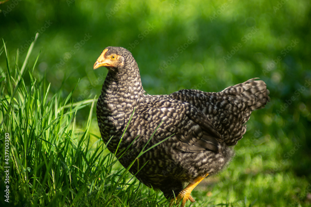 Hen looking for food among the green grass Hen looking for food among the green grass