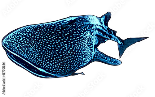 Whale shark illustration with white background
