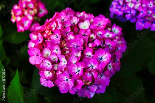 初夏6月、梅雨時の綺麗に咲き誇るあじさい 赤紫 青紫 © n.s.d