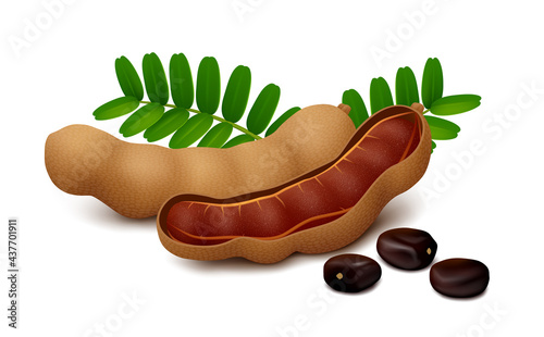 Tamarind fruits (whole and half opened pod with pulp), seeds and leaves, isolated on white background. Realistic vector illustration.