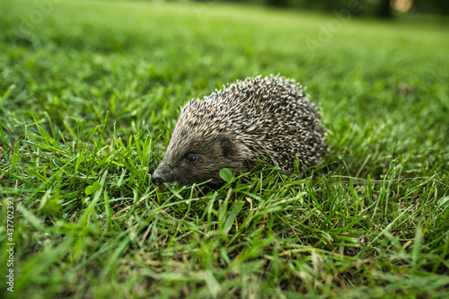 Close up of Hedgehog on green grass. . High quality photo