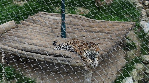 The jaguar lies on wooden planks, resting and nervously wiggling its tail. The animal places its head on the boards and then turns it to the side. HD video. A predatory mammal of the feline family photo