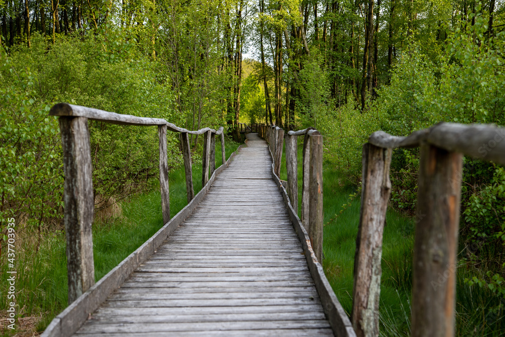 Hiking trail on boardwalks through the Todtenbruch Moor in the Eifel region