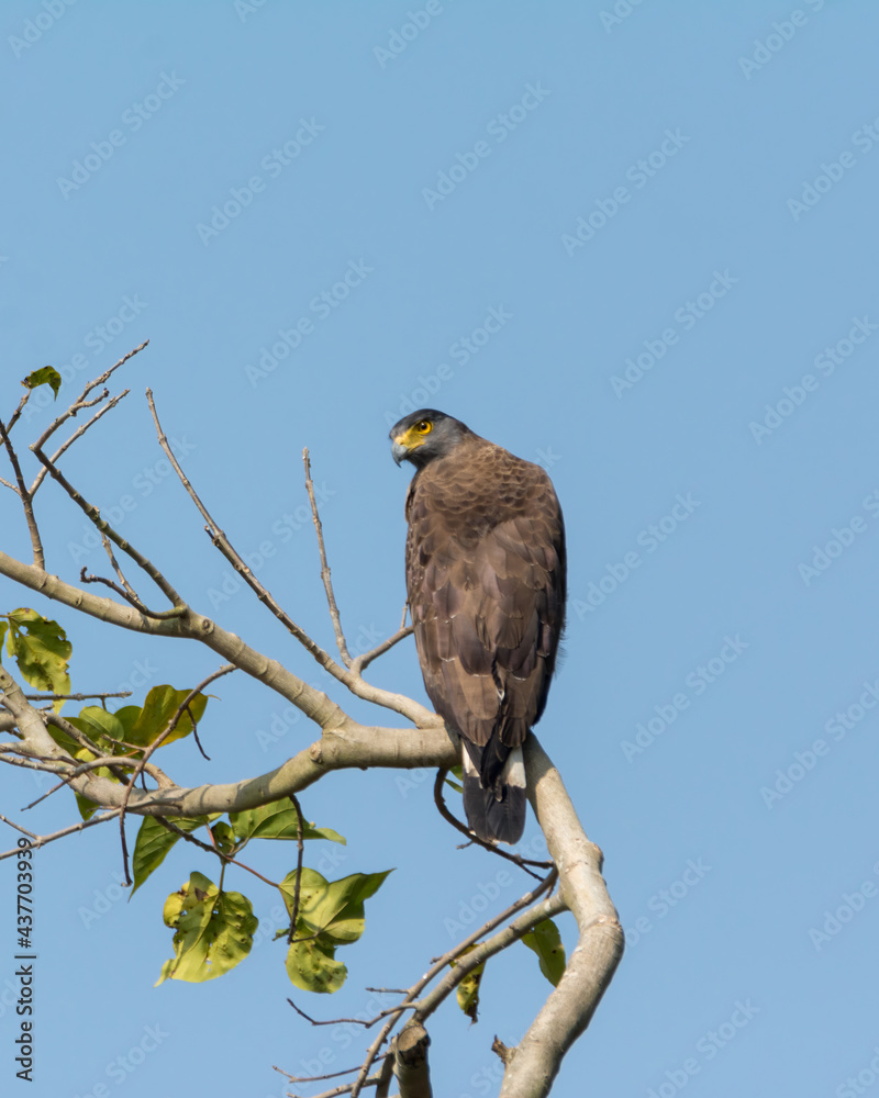 Crested serpent eagle perched atop a tree Crested serpent eagle perched atop a tree