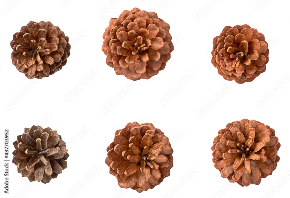 collection of dried pine cone isolated on white background, top view. collection of dried pine cone isolated on white background, top view.