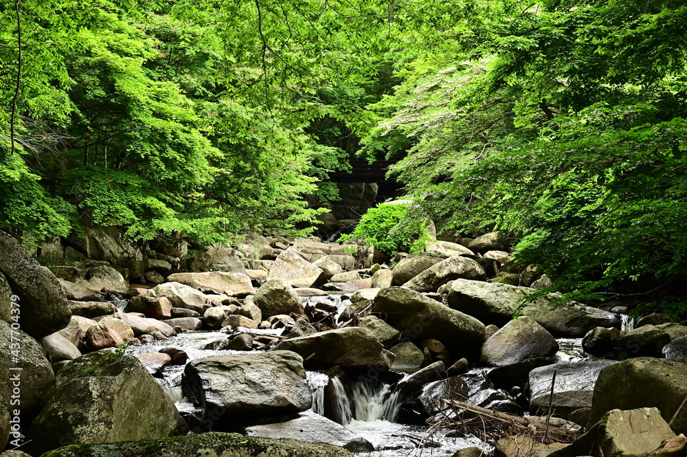 stream in the forest stream in the forest