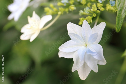 Pictures of beautiful hydrangea in Japan