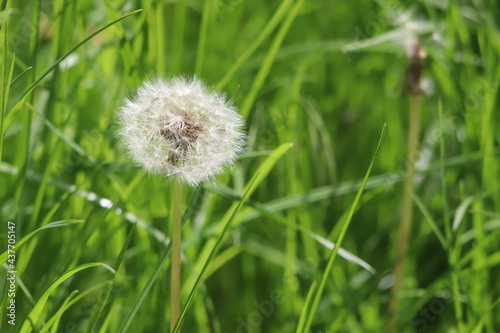 Dandelion