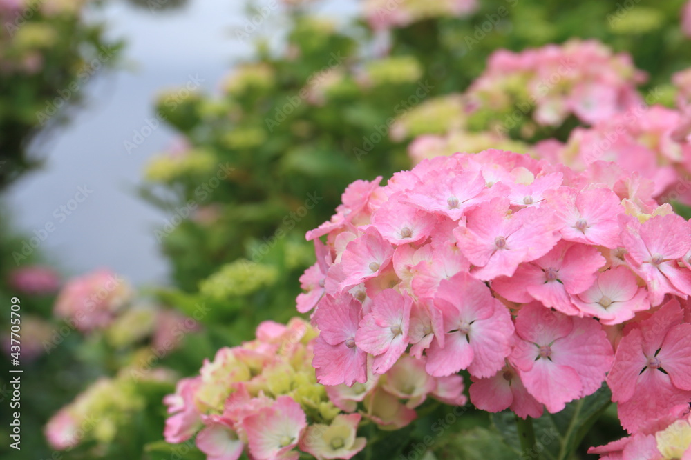 Pictures of beautiful hydrangea in Japan Pictures of beautiful hydrangea in Japan