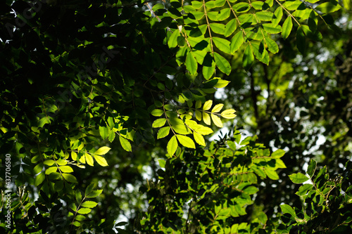 Fresh green leaf with sunlight shade ,nature background