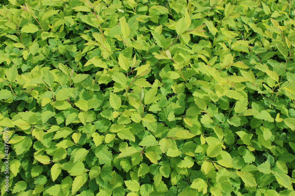 Fototapeta premium Green leaves background. Garden shrub. Continuous coverage of greenery. 