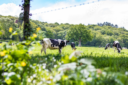 Vache laitière dans un champ bien vert en Normandie photo
