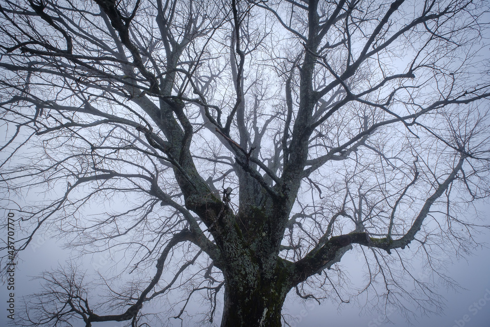 The old linden tree near Jamnik