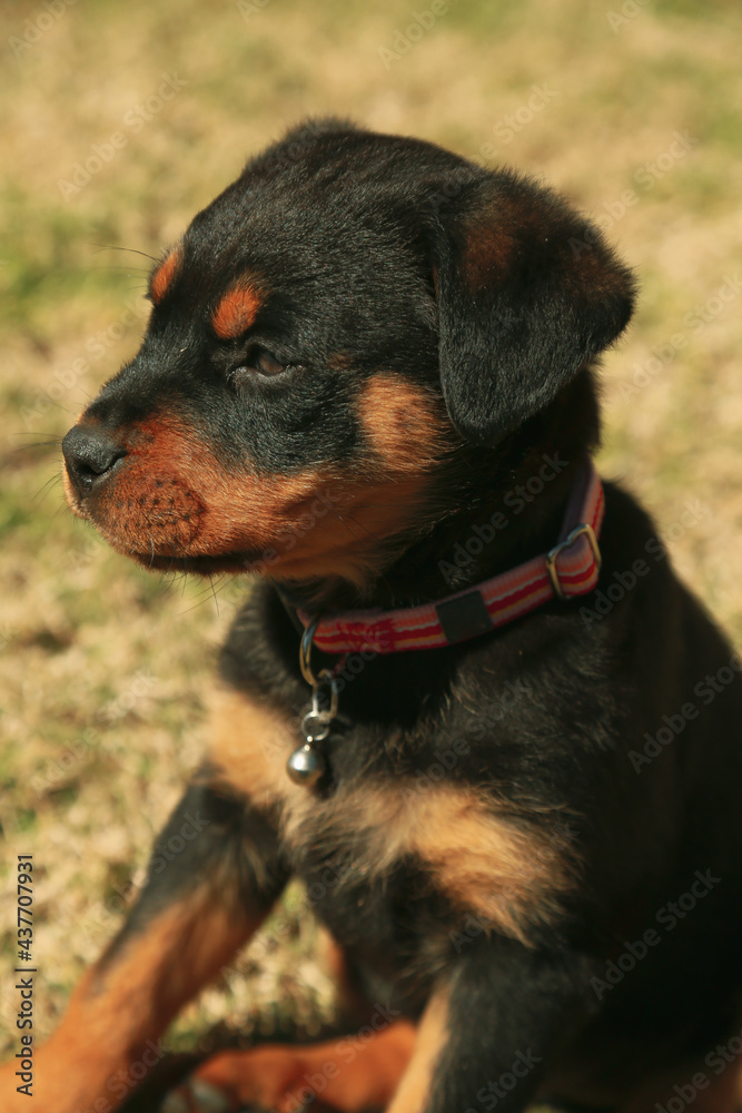 Beautiful young rottweiler puppy playing on grass in backyard