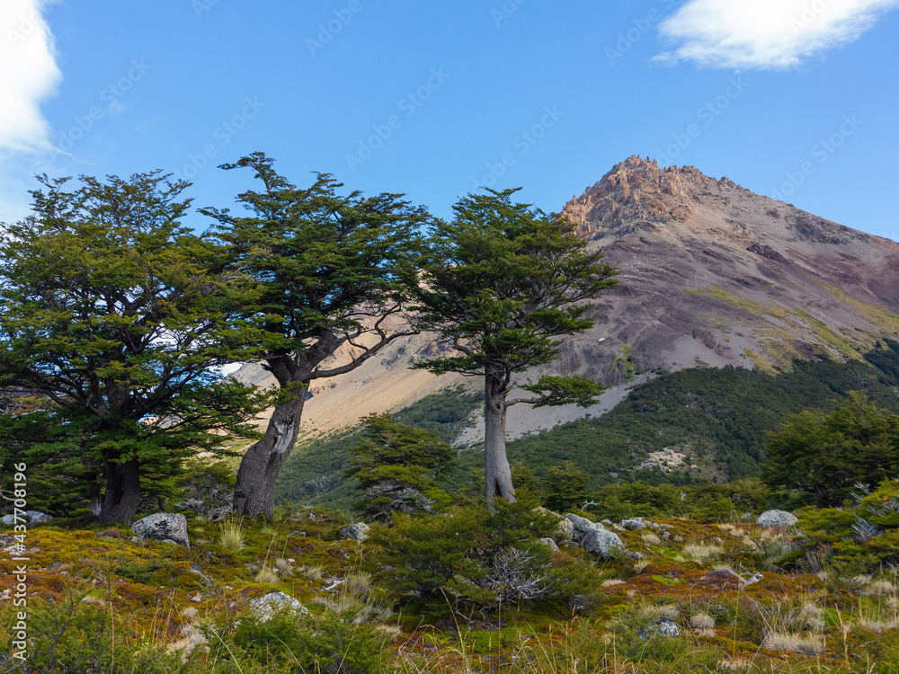 Mountain Landscape with Three Green Trees. Mountain Scenery, Andes, Argentina. Sunny Mountain on a Blue Sky Background. Trees on a Green Grass Meadow.