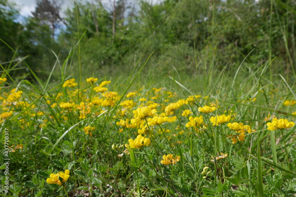 Obraz premium Hufeisenklee gelbe Wiesenblume