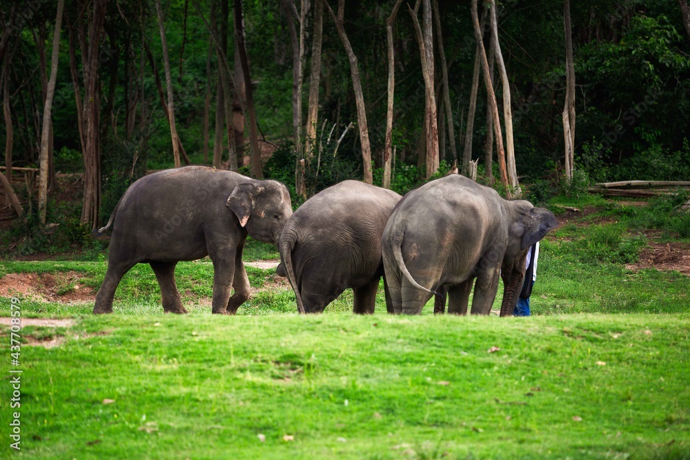 Elephant family at National park.