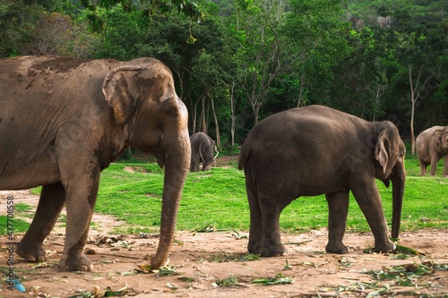 Elephant family at National park. © Mana