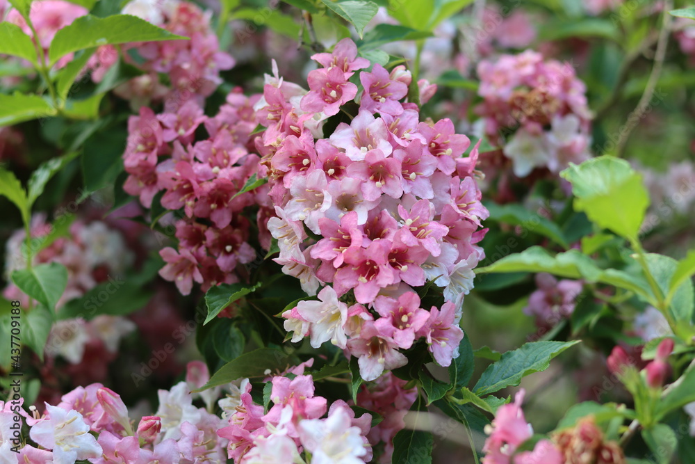 Grappe de fleurs rose et blanc weigela jardin été Grappe de fleurs rose et blanc weigela jardin été