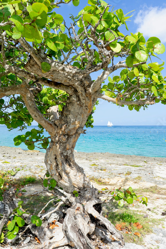 A tropical tree by the sea on the Caribbean island of Cozumel in Mexico. In the background the blue sky, and a sailing boat