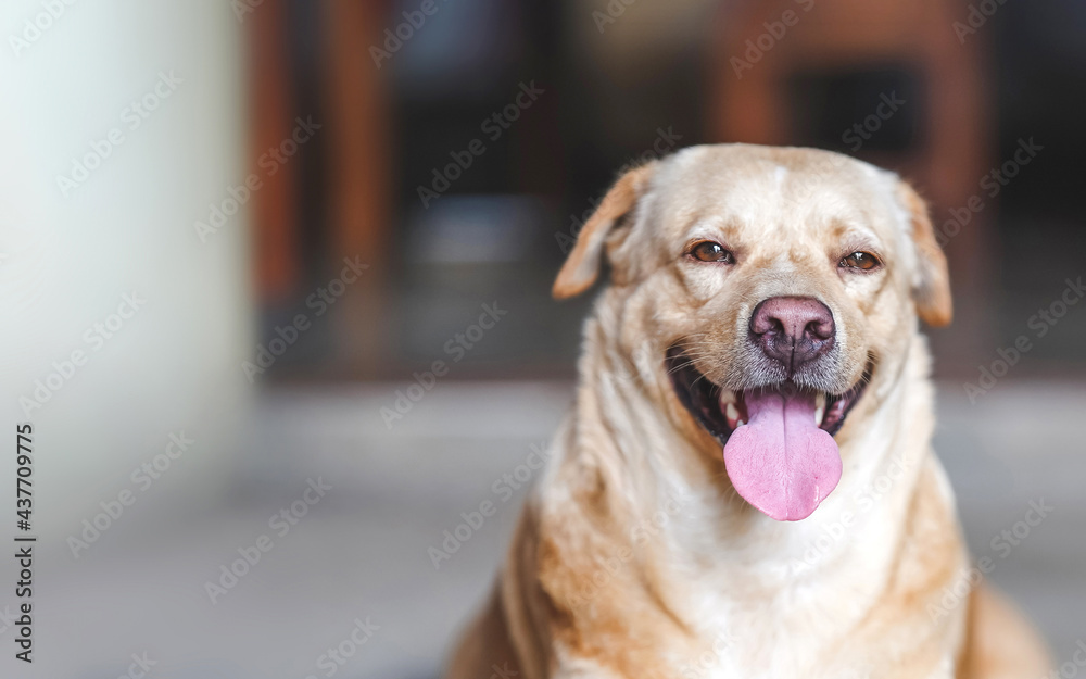 Dog sticks out tongue to cool off in hot weather, Alleviate pet heat. Copy space.