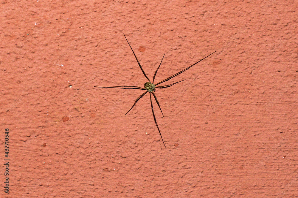 8-legged green spider on an orange wall. 8-legged green spider on an orange wall.