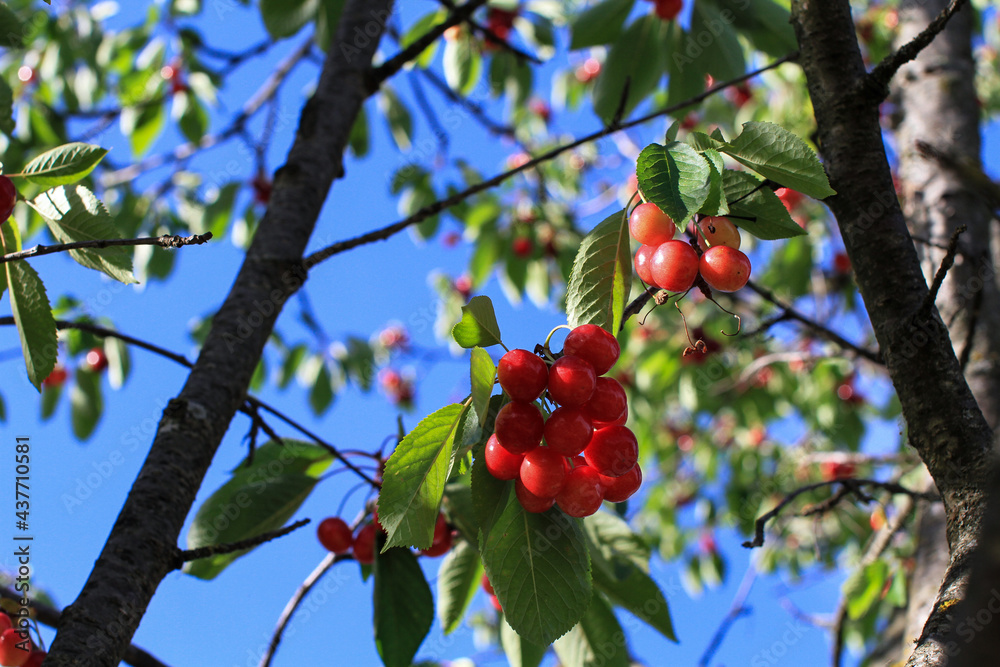 Cherry tree seen from below with fruit-laden branches and blue sky in the background. Cherry tree seen from below with fruit-laden branches and blue sky in the background.